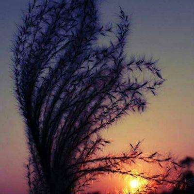 追觅科技“小伙伴”今日申购，另有2只新股上市丨打新早知道