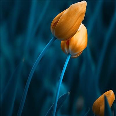 79岁郑少秋官宣退休